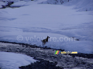 A dog in the Valloirette (213x)