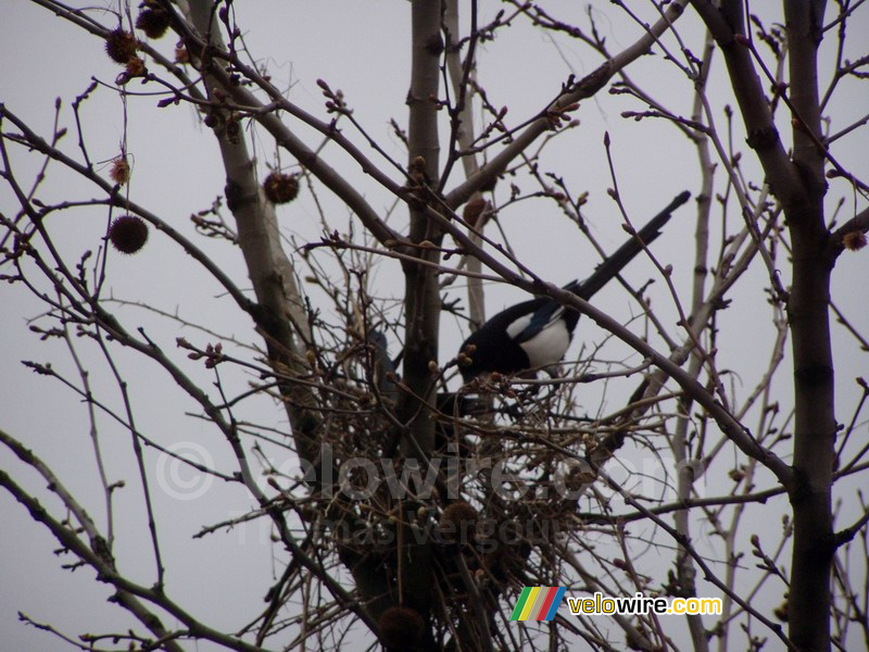 Eén van de twee eksters die bij mij voor het raam een nest bouwen