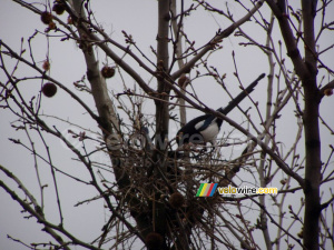 One of the two magpies building a nest in front of my flat (316x)