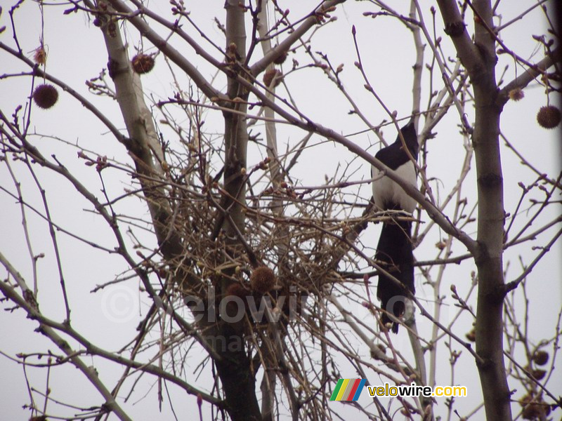 One of the two magpies building a nest in front of my flat