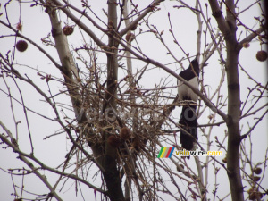 One of the two magpies building a nest in front of my flat (231x)