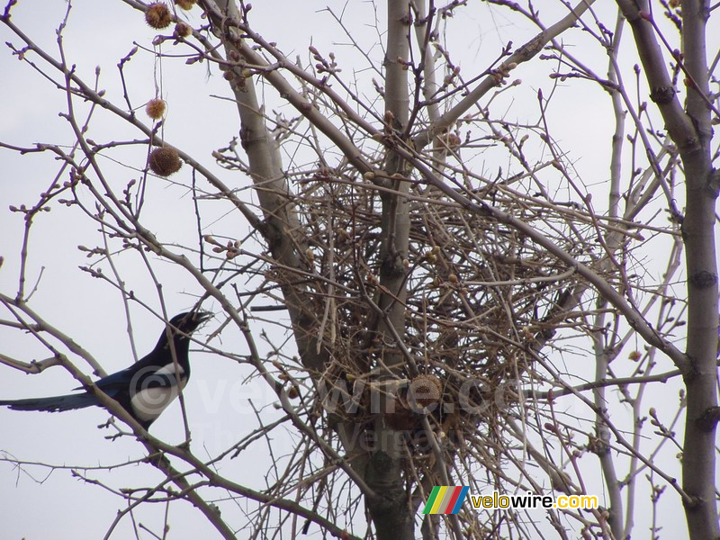 One of the two magpies building a nest in front of my flat