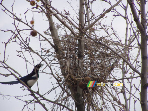 One of the two magpies building a nest in front of my flat (253x)
