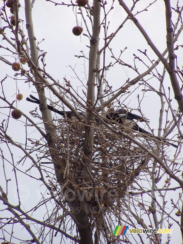 De twee eksters op hun nest