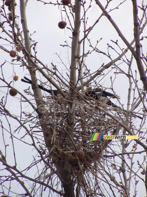 The two magpies building a nest in front of my flat (240x)