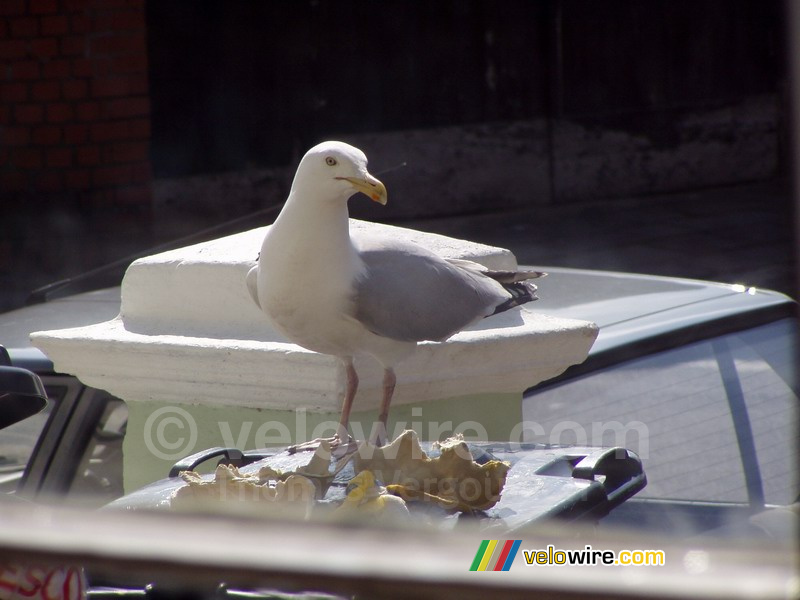 Une mouette sur la poubelle