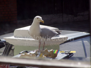 A sea-gull on the dustbin (334x)