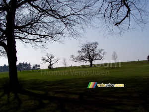 Trees in a park/golf course in Bristol (257x)
