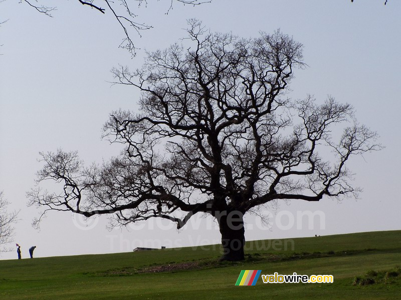 A tree in a park/golf course in Bristol