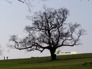 A tree in a park/golf course in Bristol (315x)