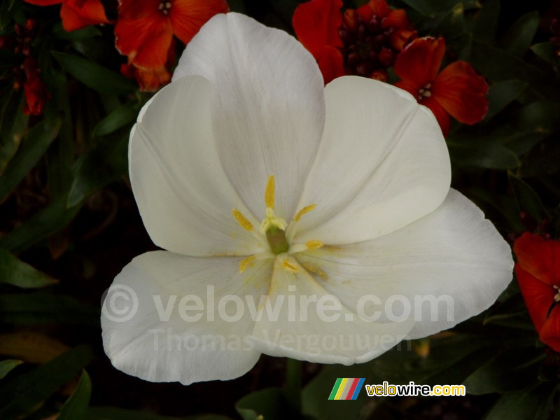 A daffodil in Salcombe