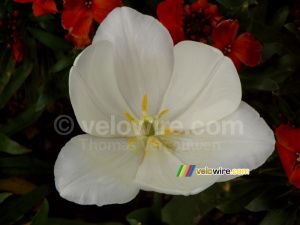 A daffodil in Salcombe (250x)