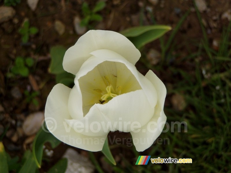 A daffodil in Salcombe
