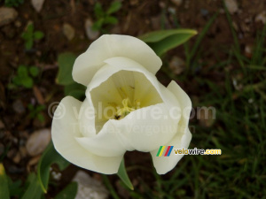 A daffodil in Salcombe (270x)