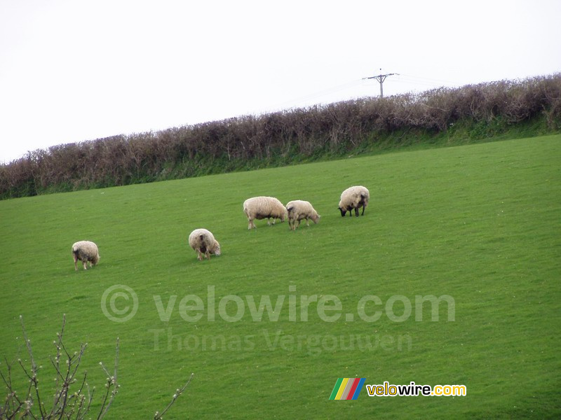 Des moutons à Salcombe