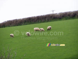 Sheeps in Salcombe (275x)