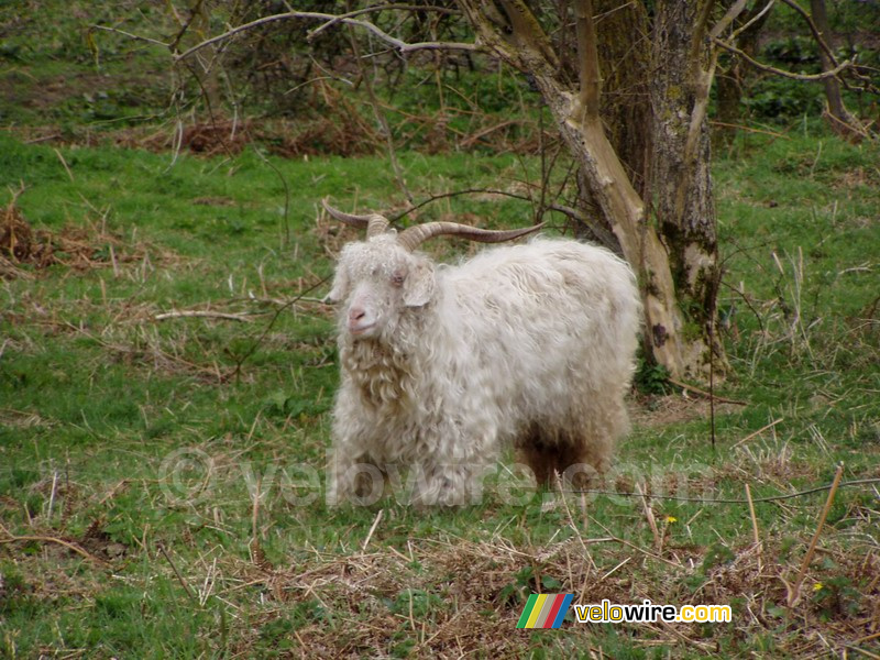 A long-haired sheep in Salcombe