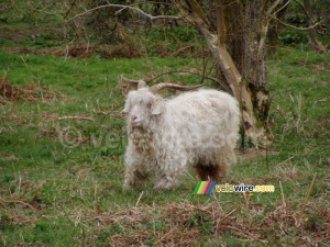 A long-haired sheep in Salcombe (1156x)