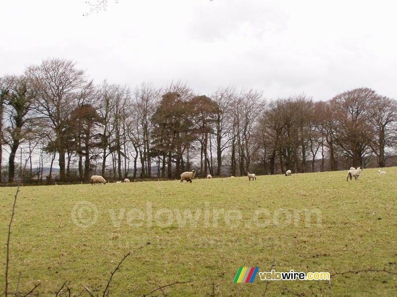 Sheeps in Dartmoor National Park
