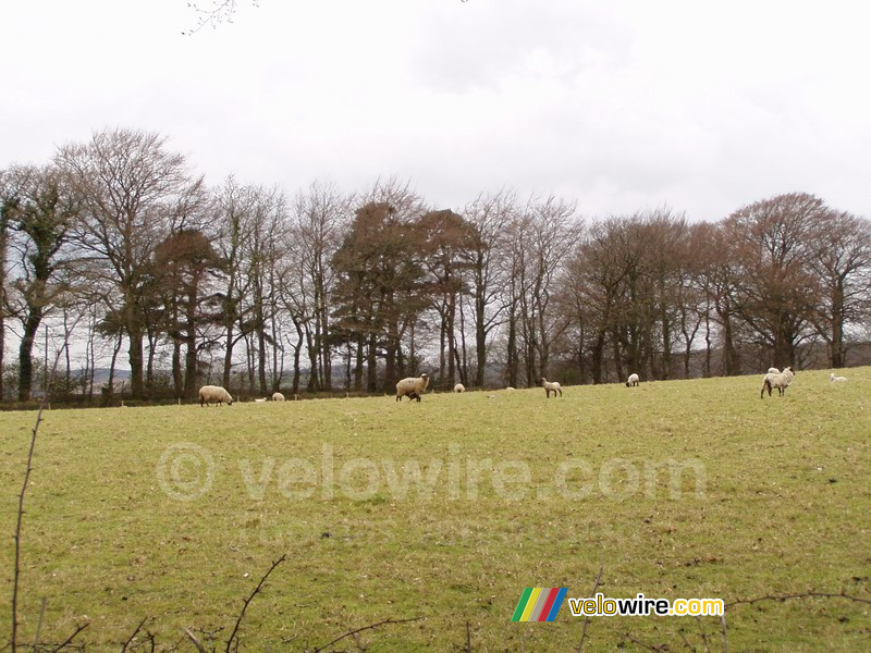 Schapen in Dartmoor National Park