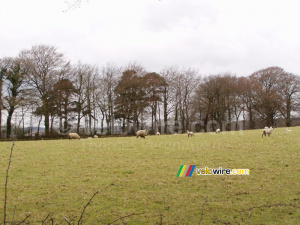Sheeps in Dartmoor National Park (209x)