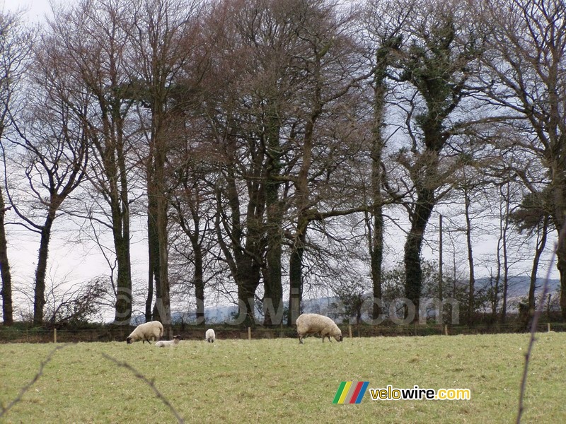 Sheeps in Dartmoor National Park