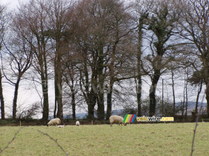 Sheeps in Dartmoor National Park (223x)