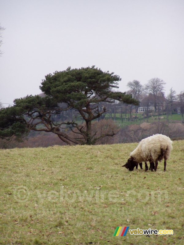A sheep in Dartmoor National Park