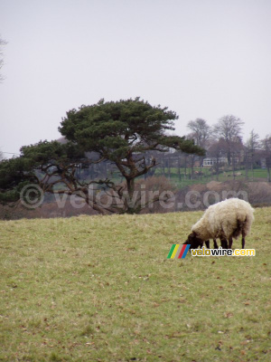 A sheep in Dartmoor National Park (205x)