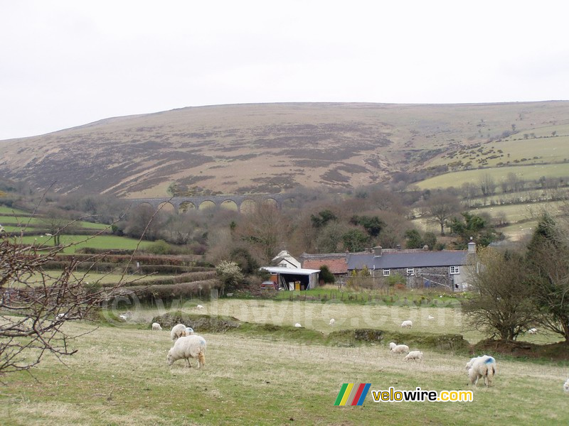 Schapen met op de achtergrond het Lake viaduct in Dartmoor National Park