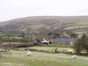Sheeps with in the background the Lake viaduct in Dartmoor National Park (244x)