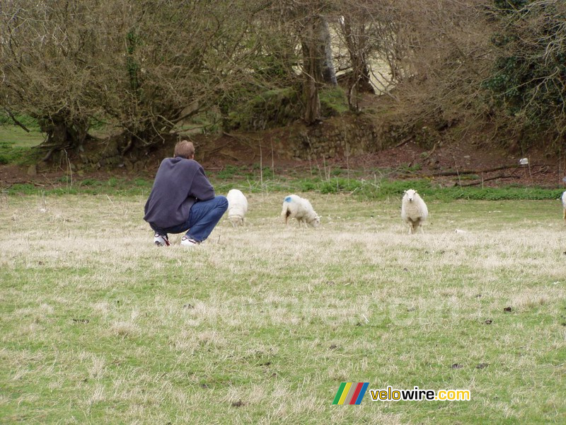 Thomas among the sheeps