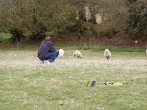 Thomas among the sheeps (252x)