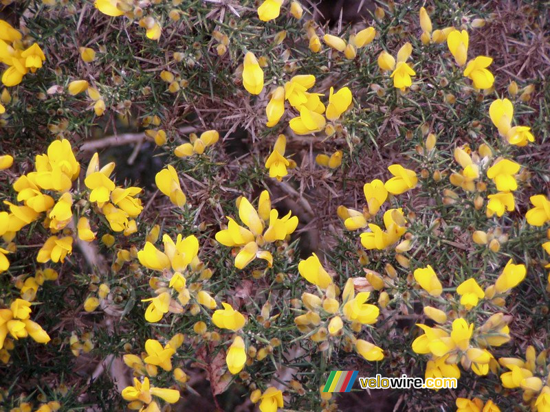 Bloemen in Dartmoor National Park