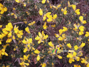 Flowers in Dartmoor National Park (226x)