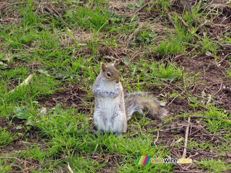 Bristol: A squirrel in the 