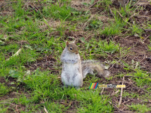 Bristol: A squirrel in the 'Brandon Hill' park (205x)