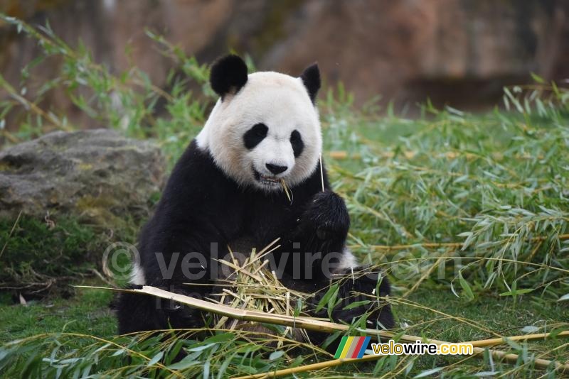 Le départ de l'étape était au ZooParc de Beauval, avec les pandas