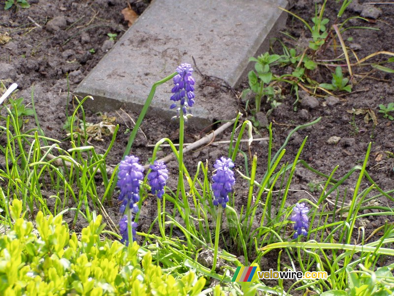 Lavendelbloemetjes thuis in de achtertuin