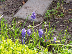 Lavendel flowers in our backyard (278x)