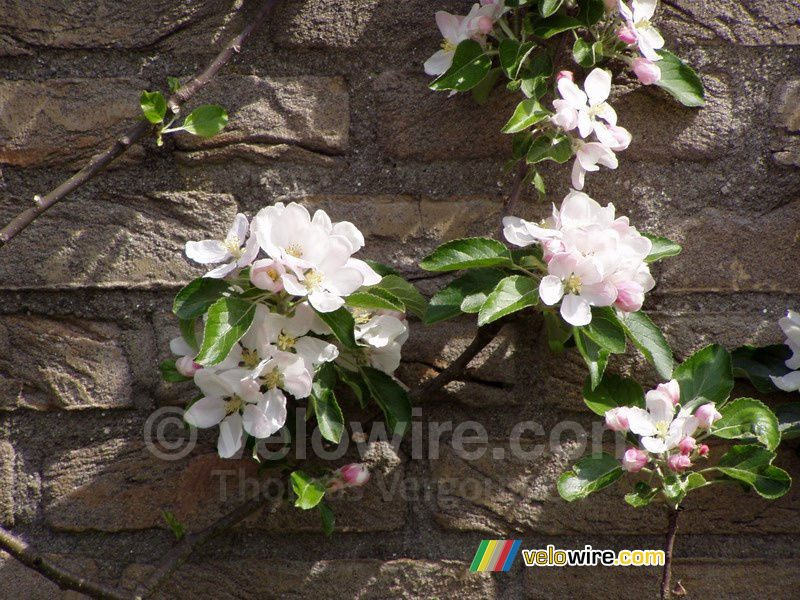 Des fleurs dans le pommier