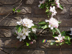 Blossom in the apple tree (317x)