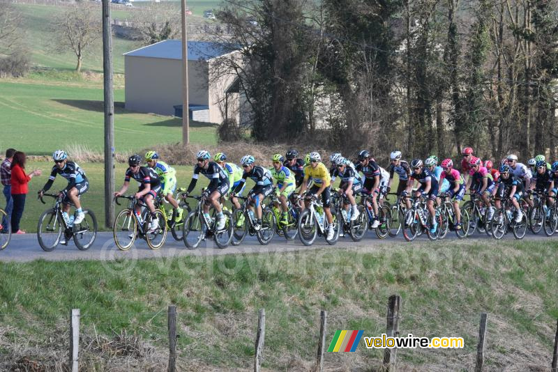 Het peloton rijdt tussen de weilanden door