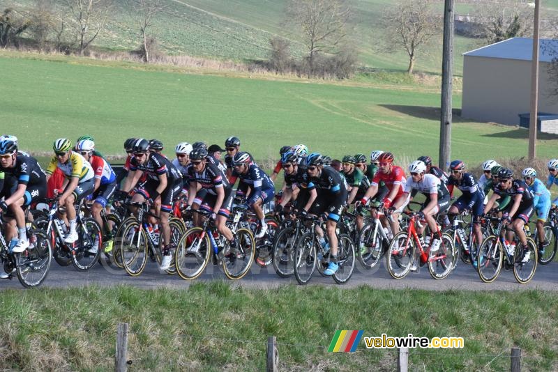 The peloton surrounded by fields (2)