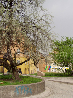 A tree in front of coloured houses in Warsaw (447x)