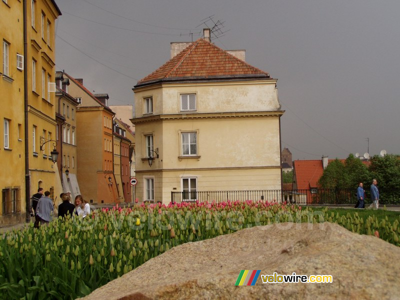 Tulipes in Warsaw