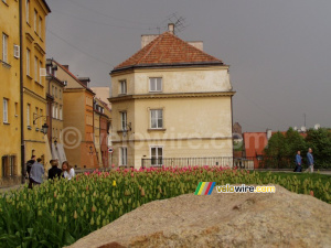 Tulipes in Warsaw (447x)