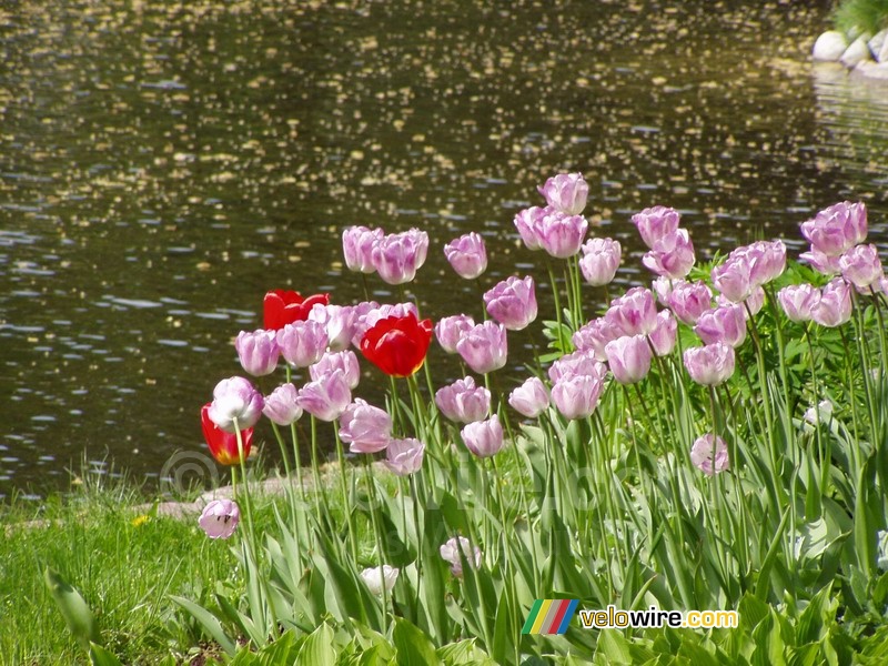Tulipes dans un parc à Varsovie