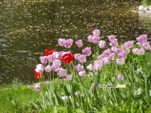 Tulipes in a parc in Warsaw (314x)