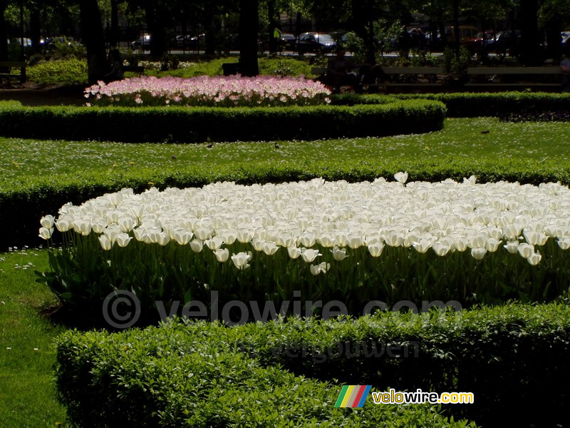 Tulipes dans un parc à Varsovie